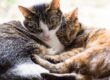 Two cats resting together, representing feline infectious peritonitis (FIP) awareness in cats
