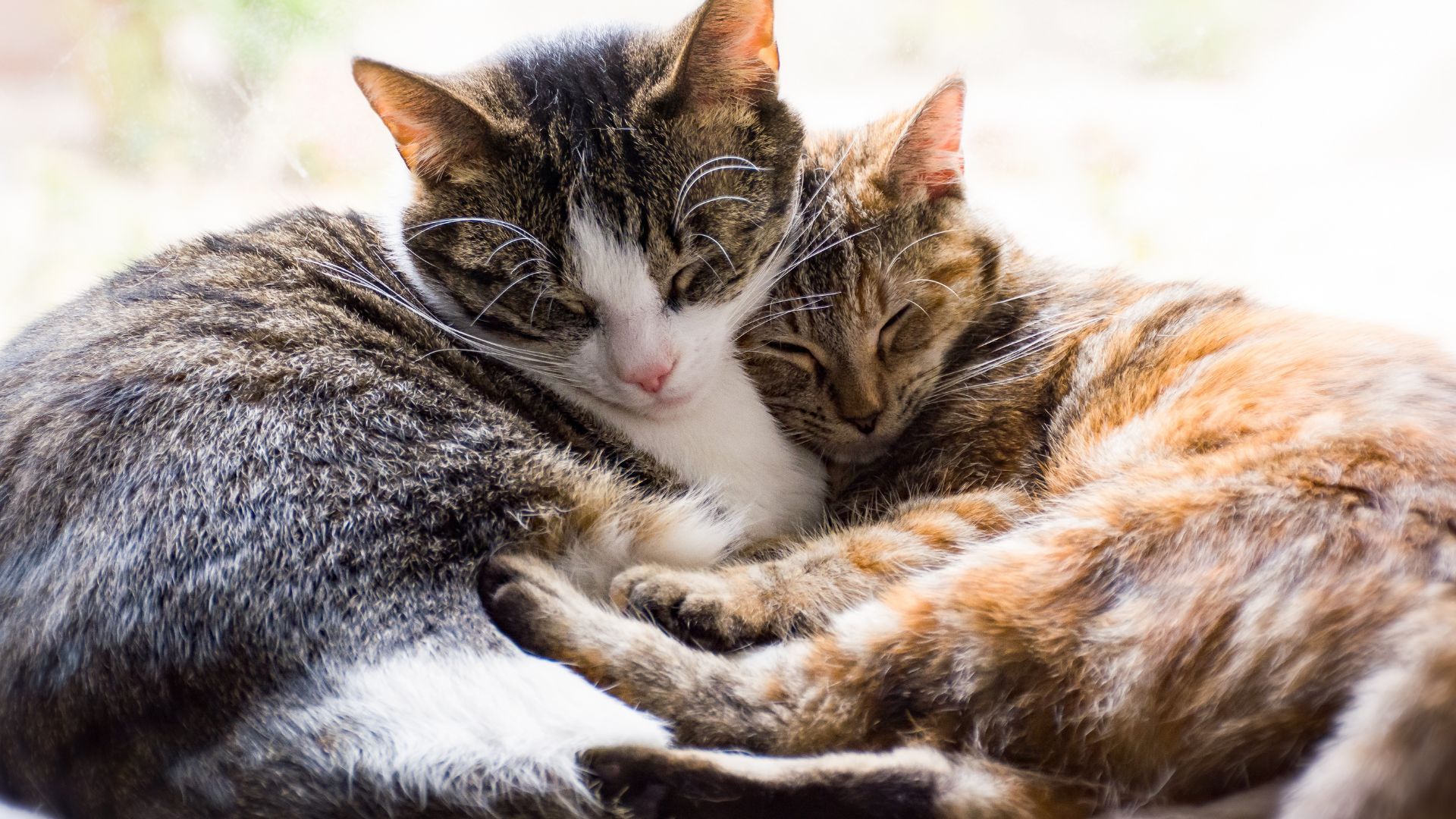 Two cats resting together, representing feline infectious peritonitis (FIP) awareness in cats
