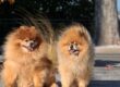 Image related with seizures in dogs