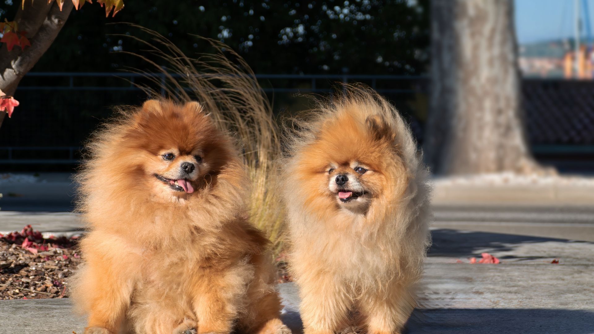 Image related with seizures in dogs