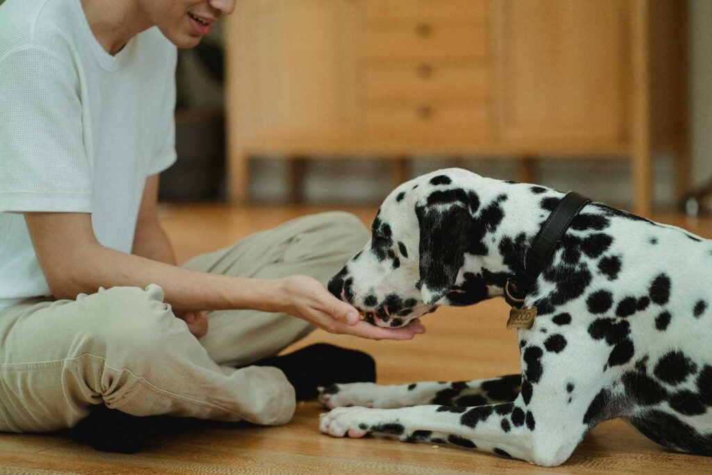 A Dalmatian dog being lovingly fed by its owner