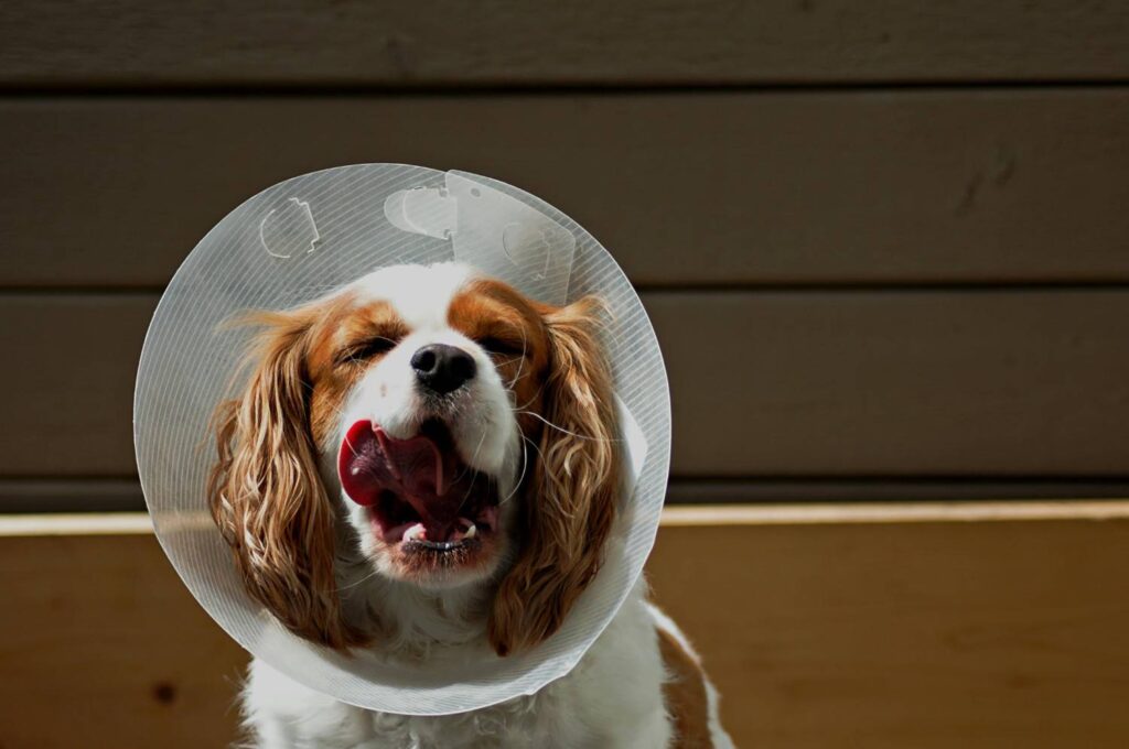 Cute dog with a protective cone enjoying the outdoors