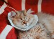 Fluffy cat sleeping peacefully on a red-striped blanket