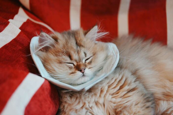 Fluffy cat sleeping peacefully on a red-striped blanket