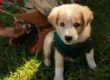 Adorable puppy wearing a sweater enjoying the outdoors