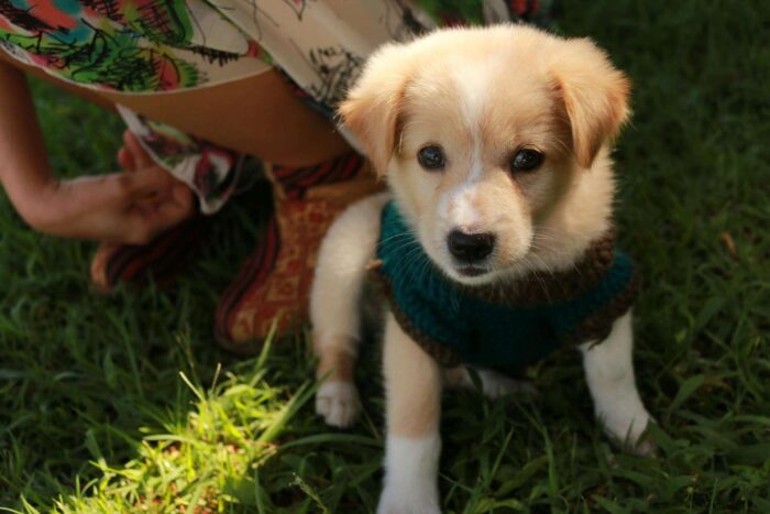 Adorable puppy wearing a sweater enjoying the outdoors