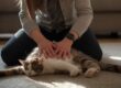 Cat CPR being performed on an unconscious cat during an emergency first aid situation