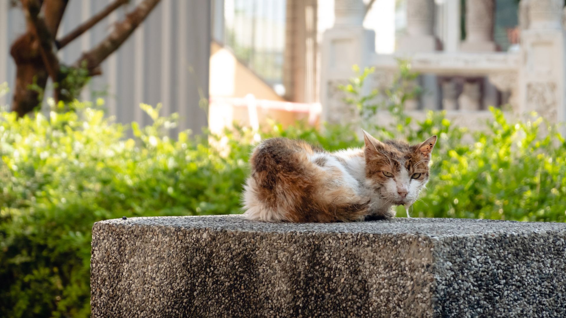 cat drooling