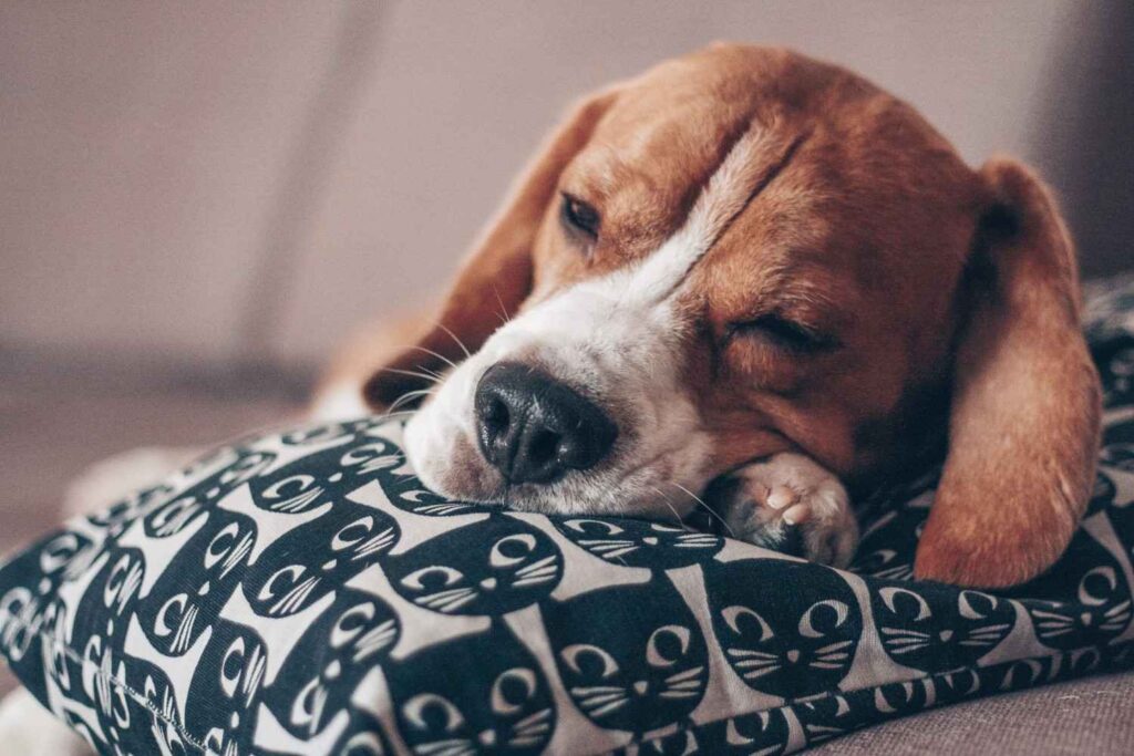 A cute beagle puppy peacefully sleeping on a decorative pillow