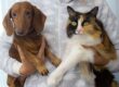 A dachshund dog and calico cat being held together