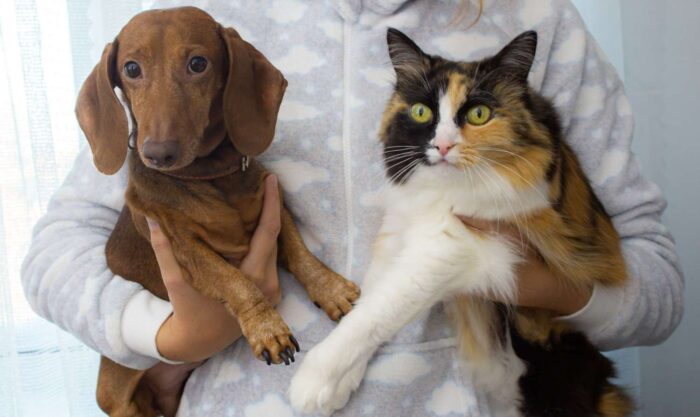 A dachshund dog and calico cat being held together