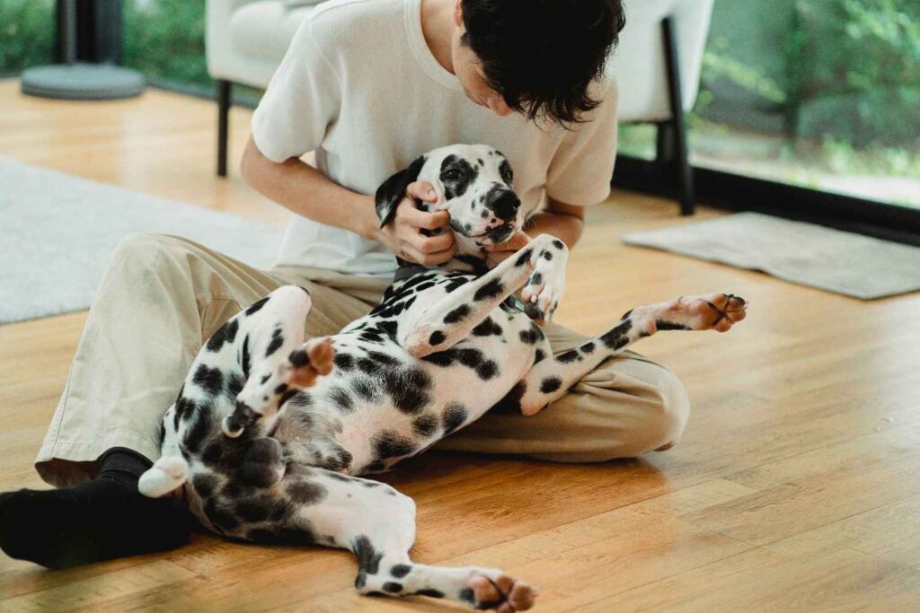 A man lovingly interacts with his Dalmatian dog