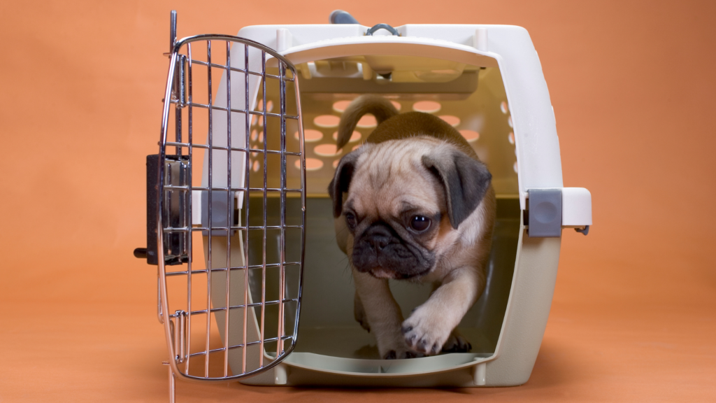 new puppy checklist