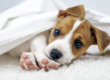 New Puppy Checklist