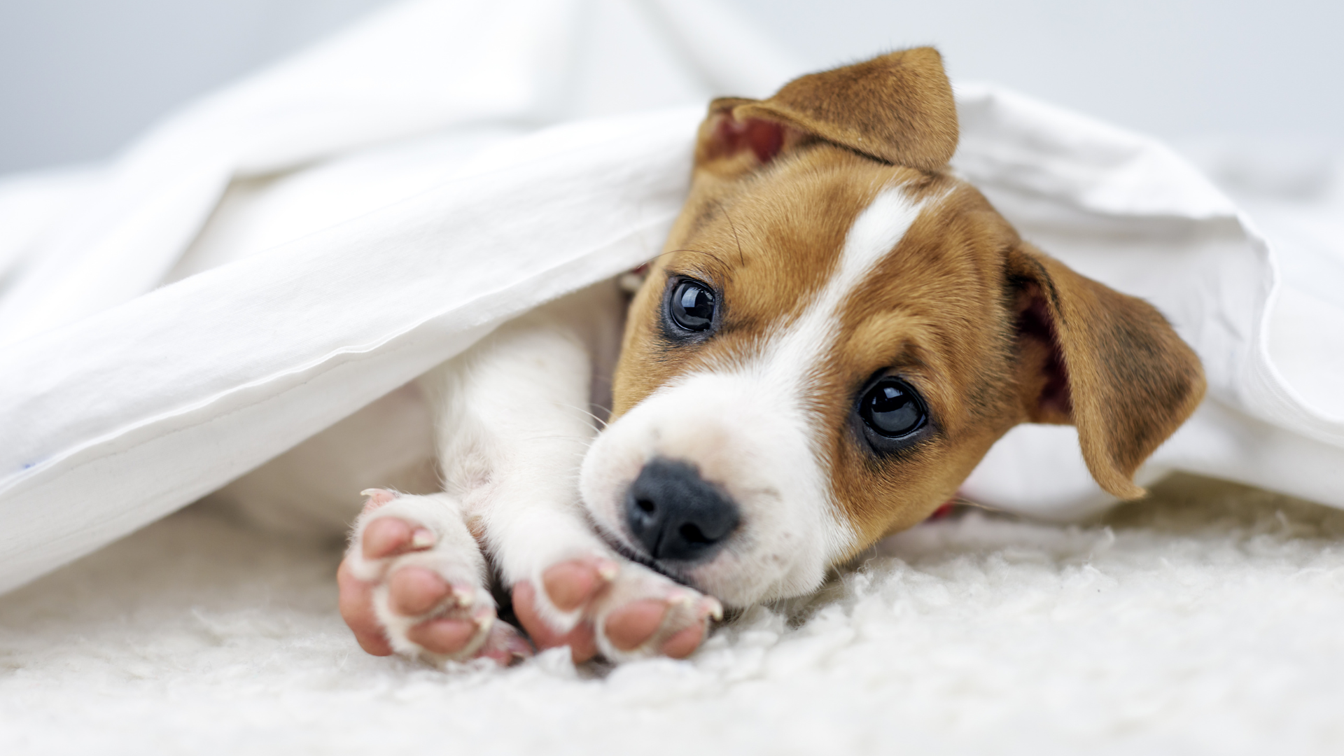 New Puppy Checklist