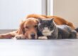 Cancer in pets