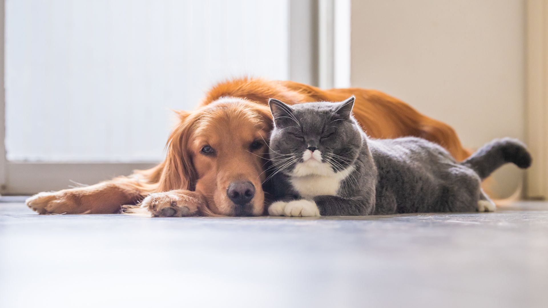 Cancer in pets