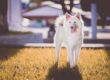 A cute white dog with a pink bow stands on grass