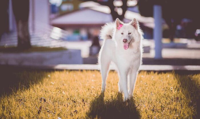 A cute white dog with a pink bow stands on grass