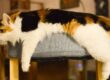 Female calico cat during the cat heat cycle