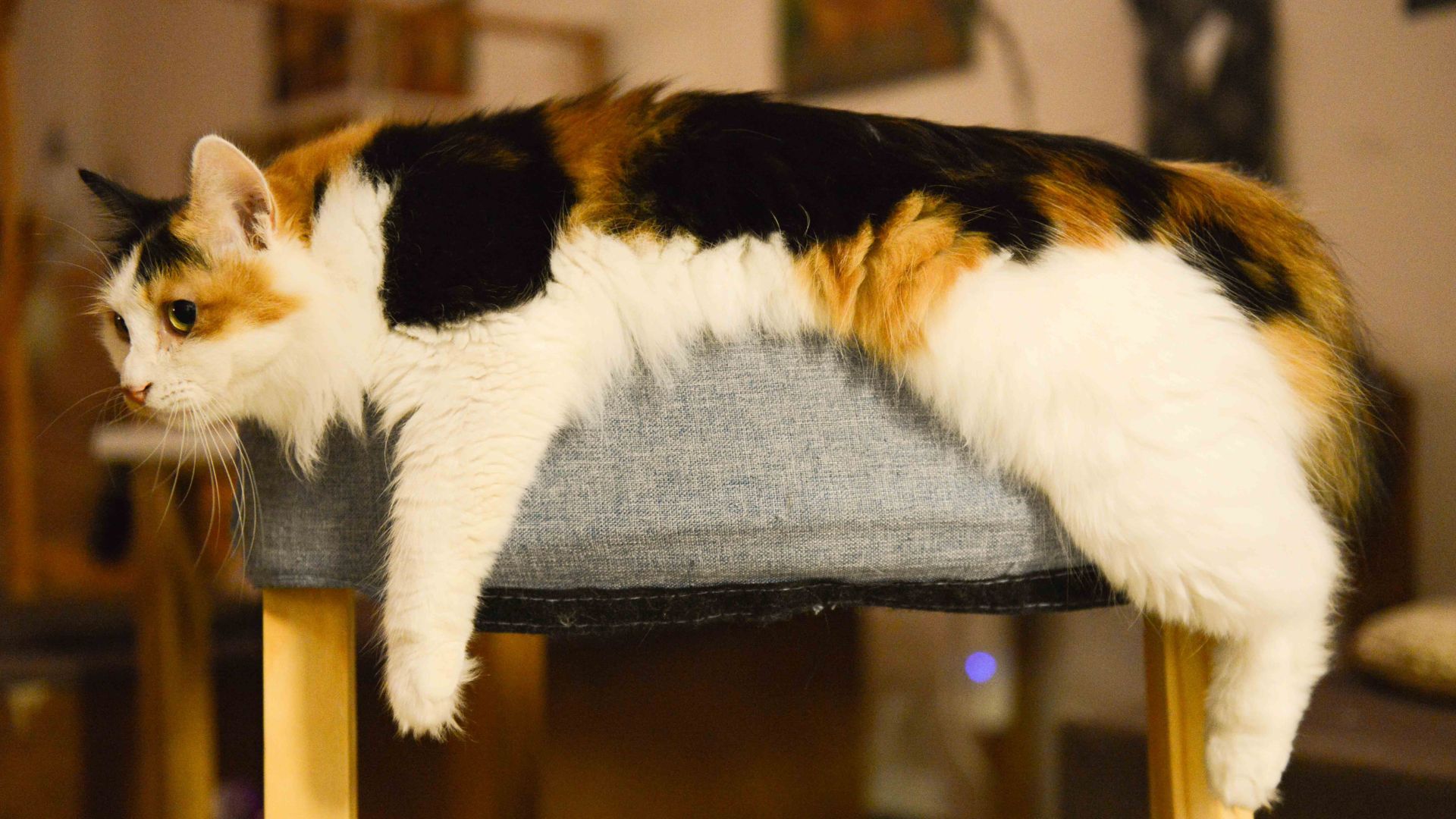 Female calico cat during the cat heat cycle