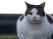 Cat Weight