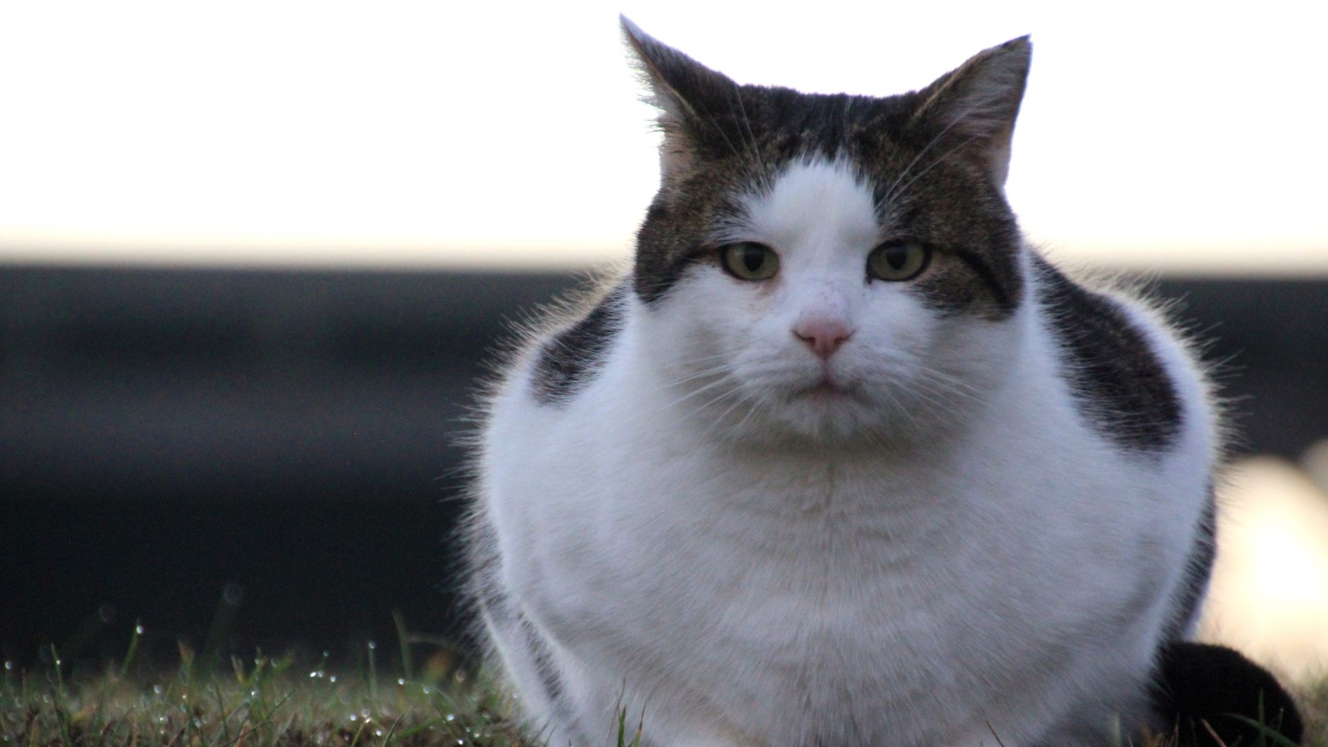 Cat Weight