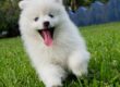 Diabetes in dogs