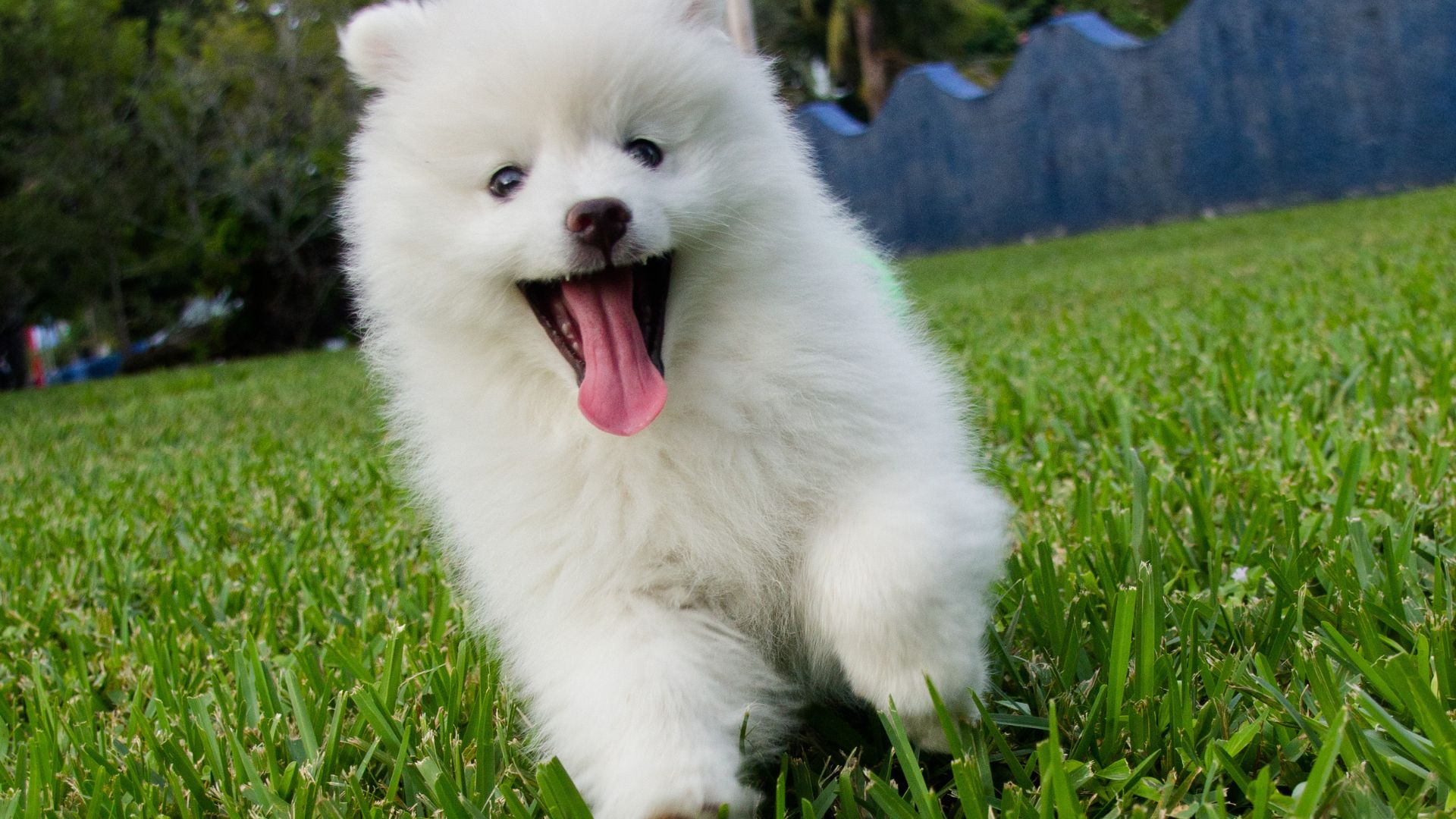 Diabetes in dogs