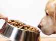 Dog not eating as a person offers a bowl of dry dog food to a reluctant golden retriever.