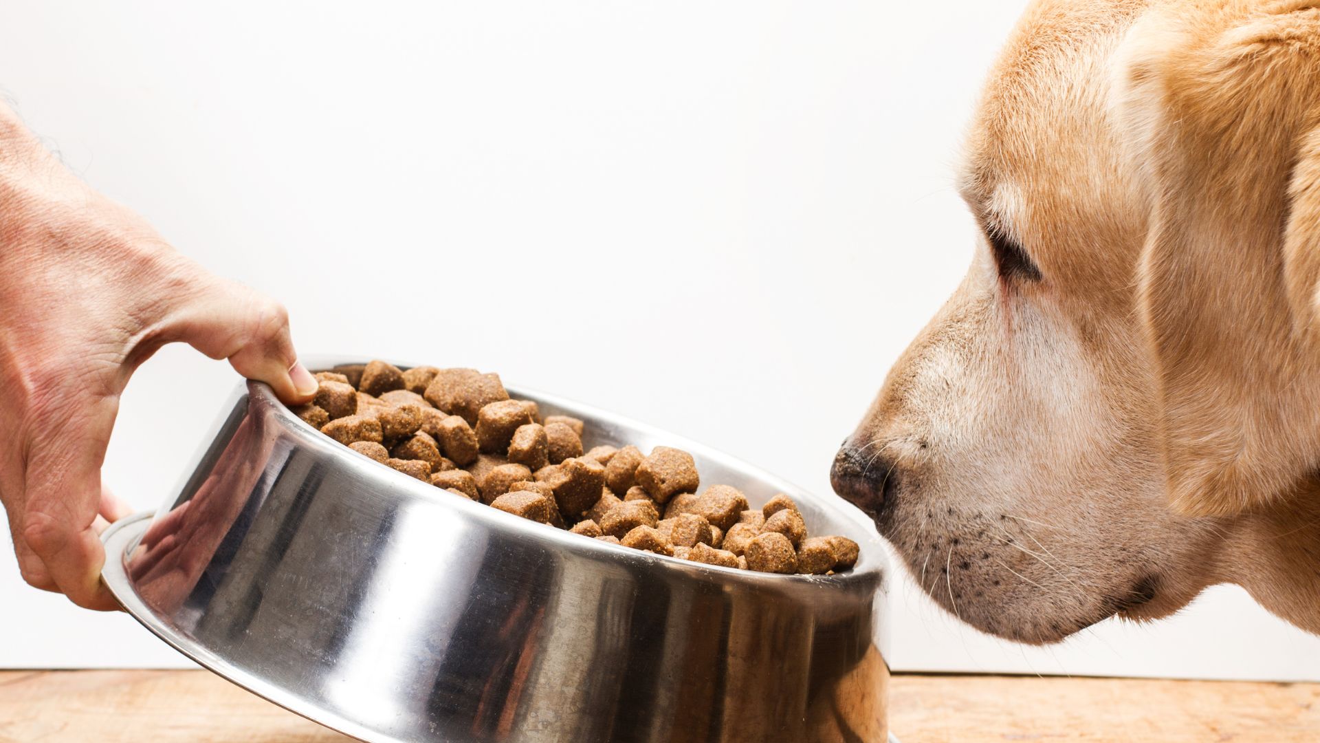Dog not eating as a person offers a bowl of dry dog food to a reluctant golden retriever.