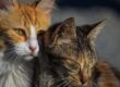 Hyperthyroidism in Cats affecting an older orange cat