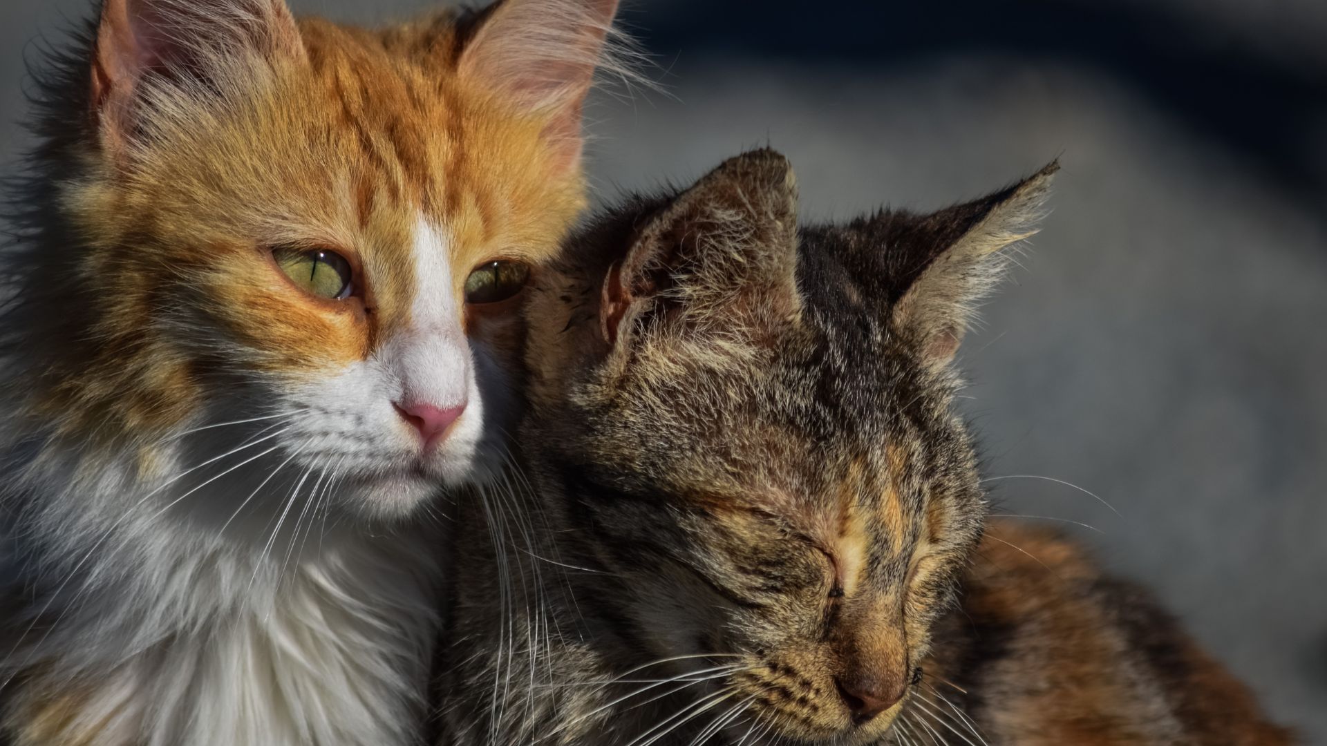 Hyperthyroidism in Cats affecting an older orange cat