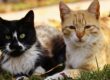 Intact Cat and Neutered Male Cat