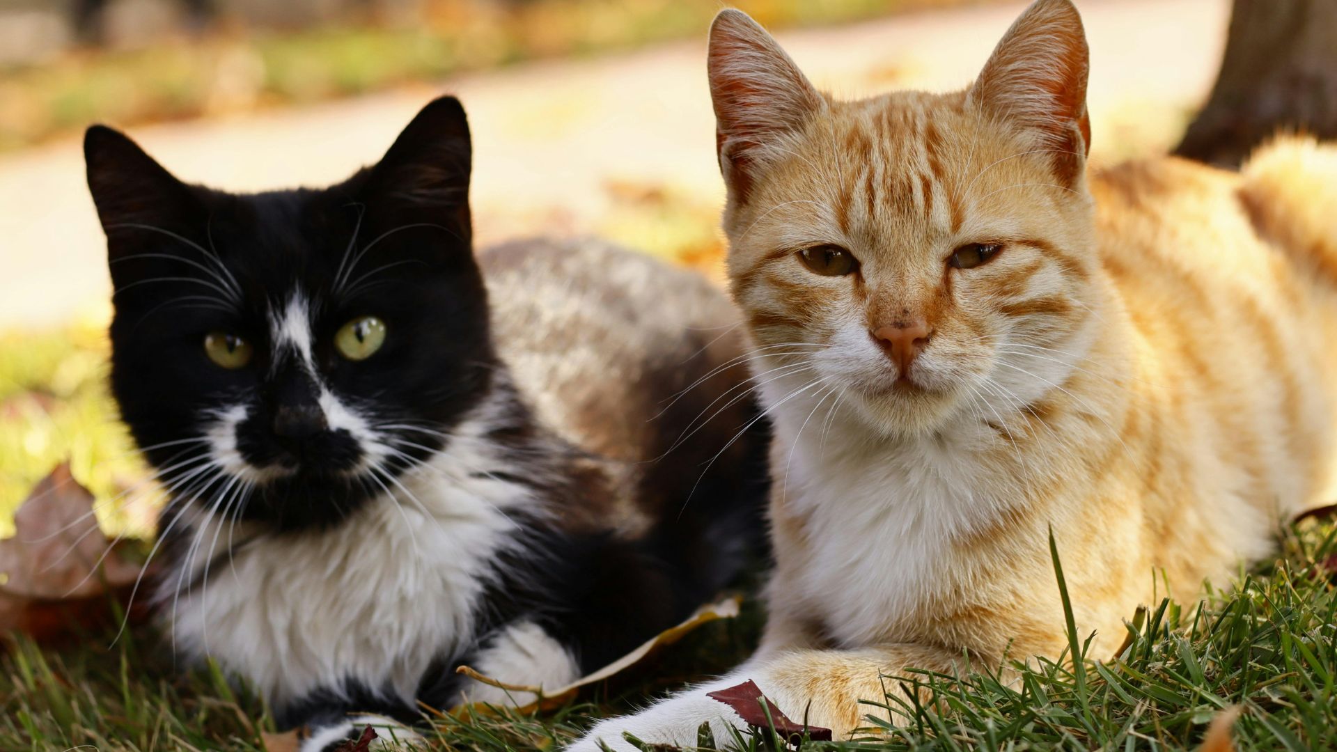 Intact Cat and Neutered Male Cat