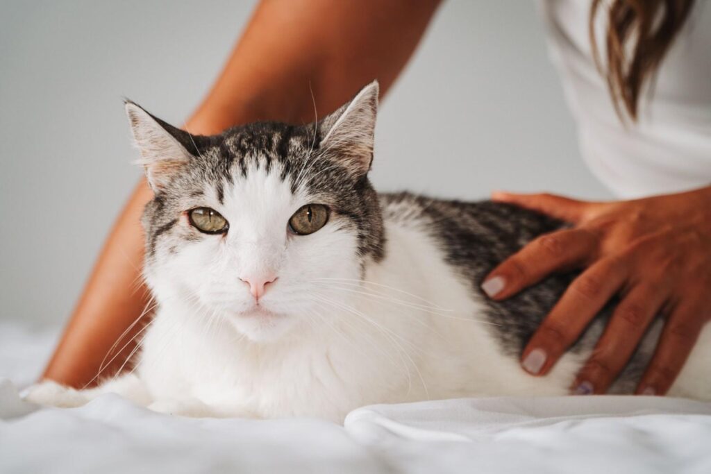A tabby cat being gently petted indoors