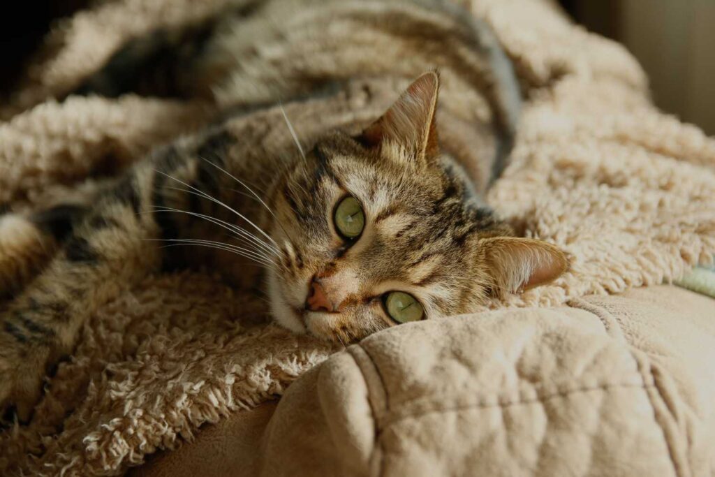 A serene tabby cat lounging comfortably