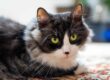 A fluffy black and white cat with striking yellow eyes