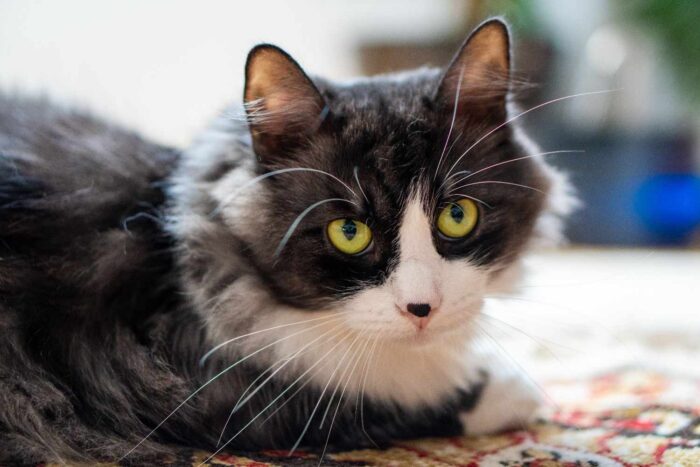 A fluffy black and white cat with striking yellow eyes