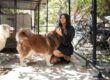 A woman interacts with two fluffy dogs in an outdoor kennel