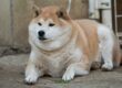GDV in dogs showing a bloated and swollen stomach