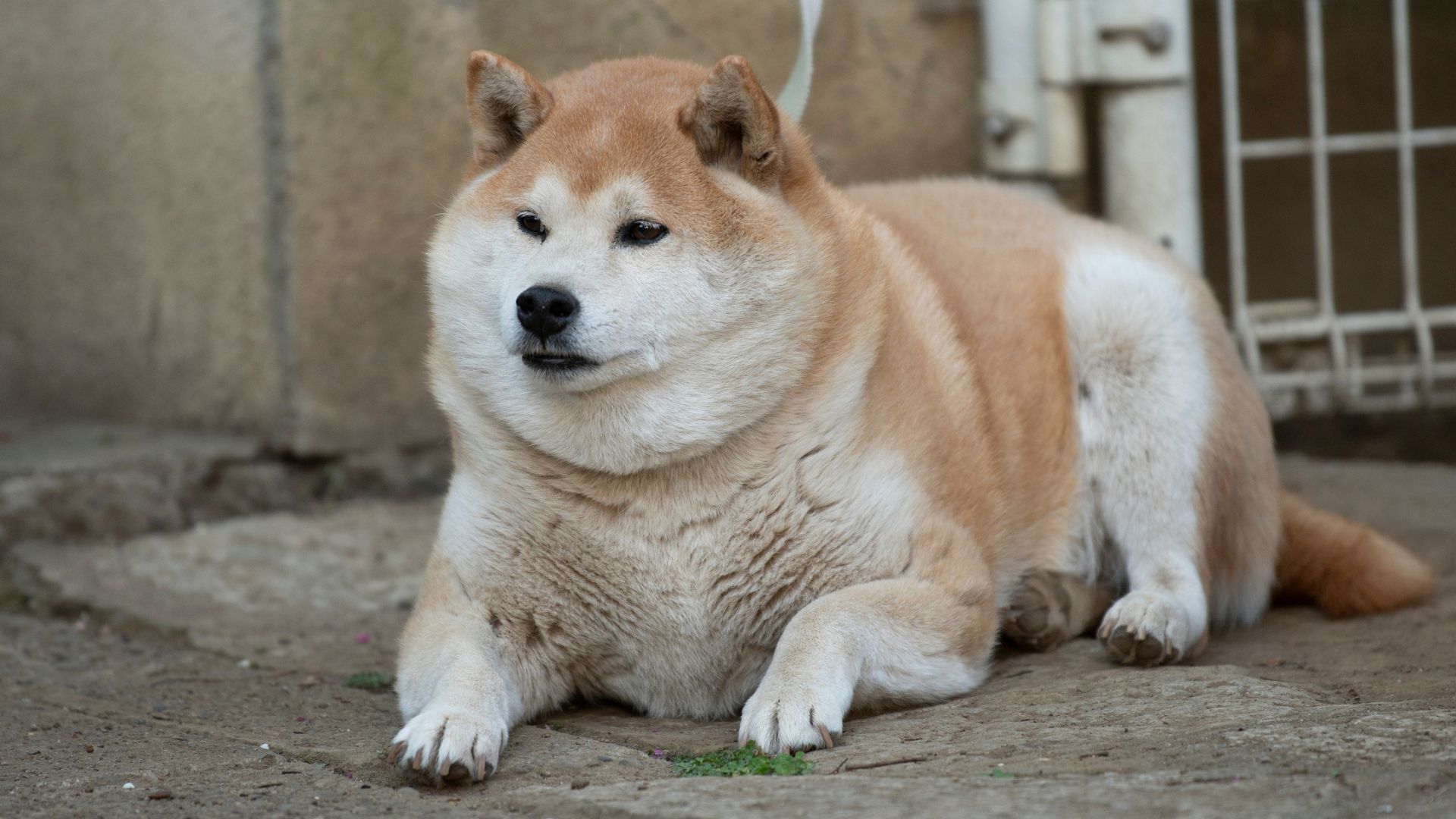 GDV in dogs showing a bloated and swollen stomach
