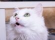 Cat breathing through its mouth while showing signs of respiratory distress