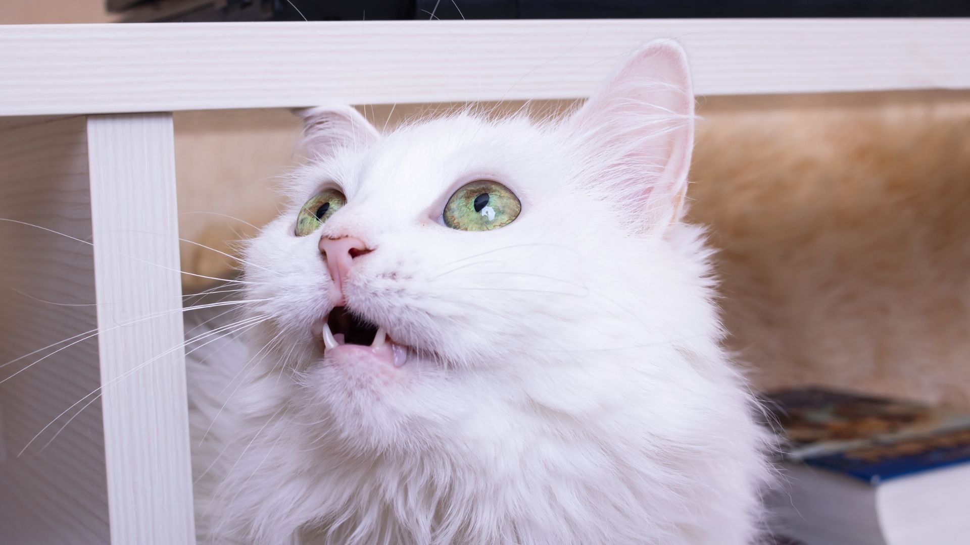 Cat breathing through its mouth while showing signs of respiratory distress