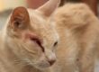 Cat with swollen eye showing redness and inflammation