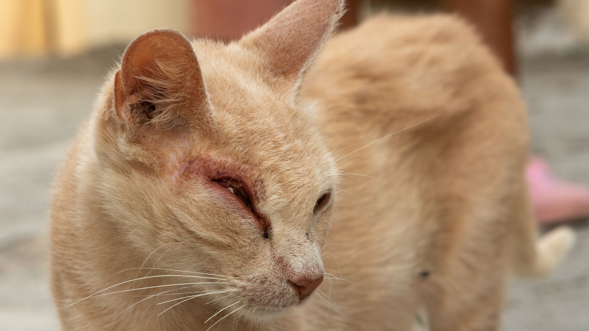 Cat with swollen eye showing redness and inflammation