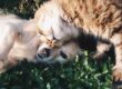 A heartwarming moment of a cat cuddling a dog on green grass outdoors
