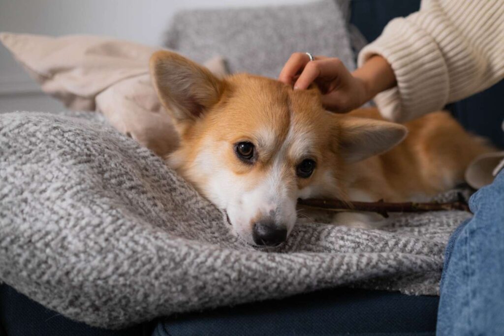 A cute Corgi puppy enjoys being petted while resting on a comfortable sofa