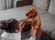 Woman and dog bonding indoors, showing affection and playfulness