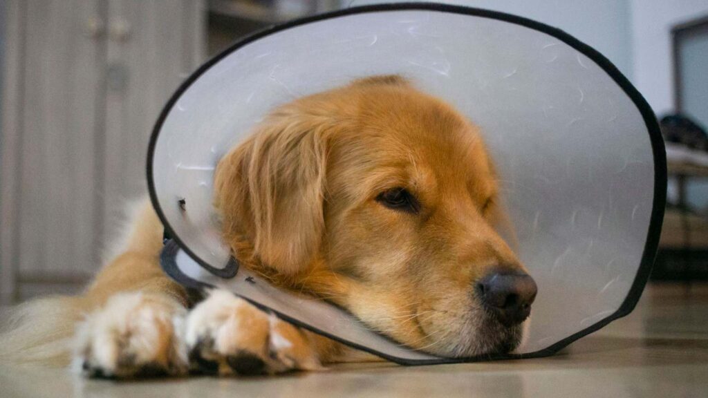 A golden retriever wearing a veterinary cone lying indoors
